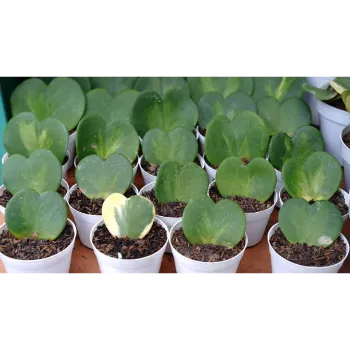 Herbal Aloe Vera Plants